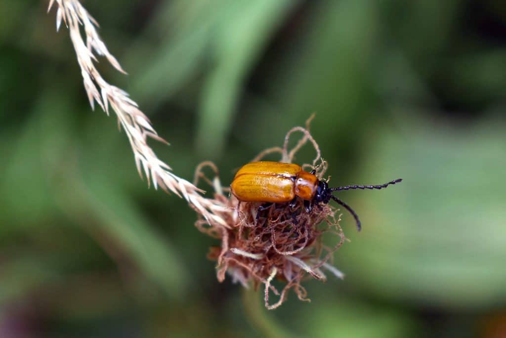 Concours photos petite bete