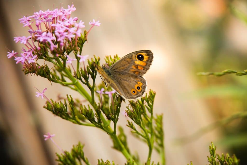 Concours photos petite bete