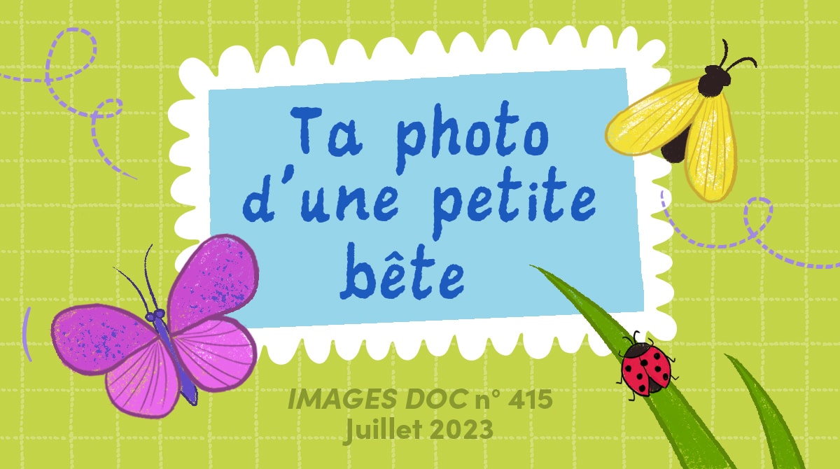 IMD - Concours - Photo petite bete