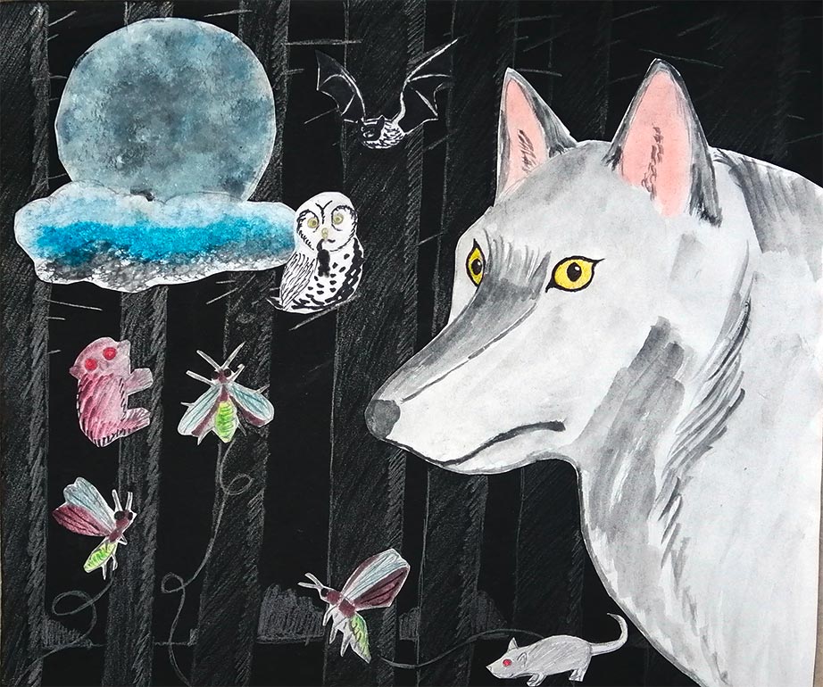 Concours de dessins - Animaux la nuit