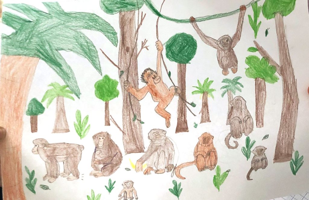 Concours de dessins - Singes