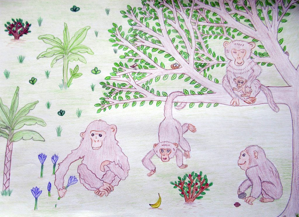 Concours de dessins - Singes