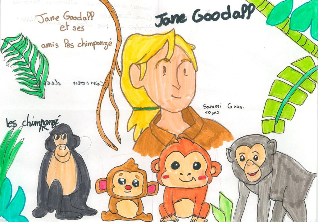 Concours de dessins - Singes