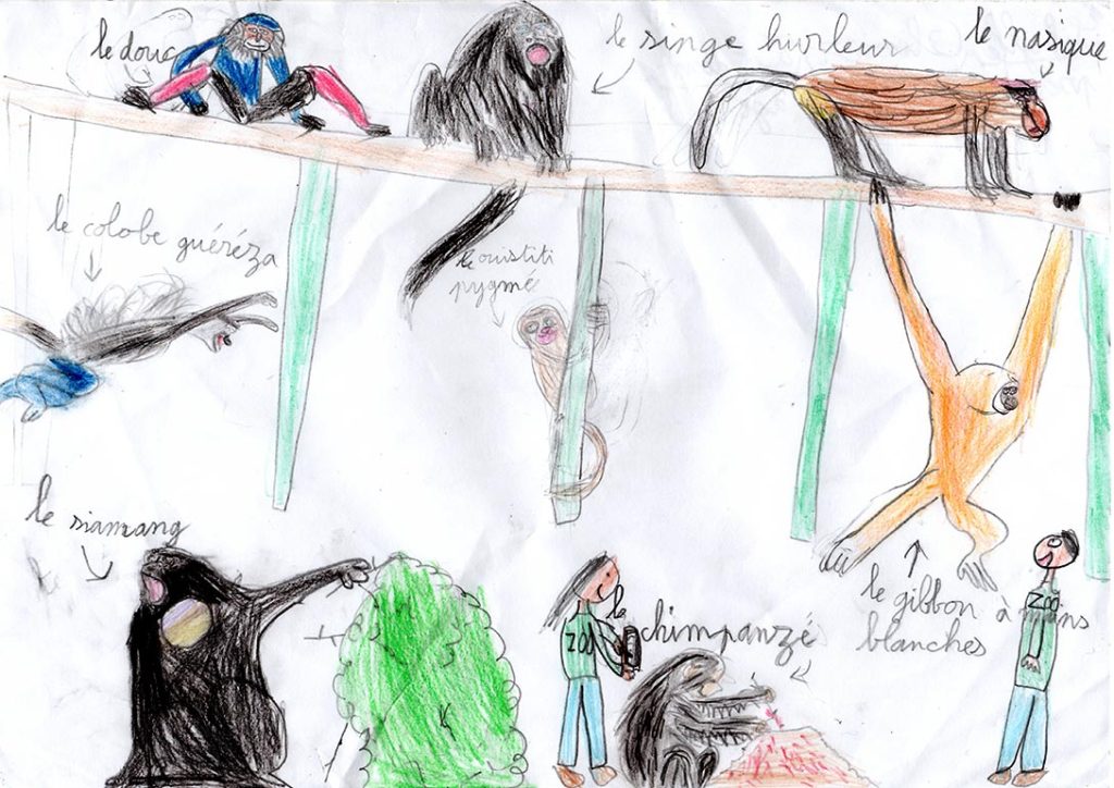 Concours de dessins - Singes