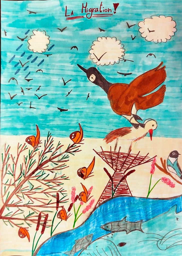 Concours de dessins - Animaux migrateurs