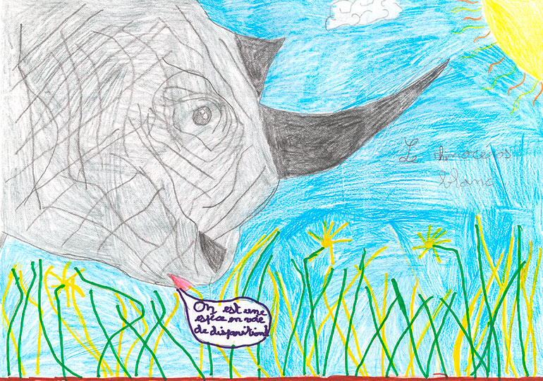 Concours de dessins - Rhino