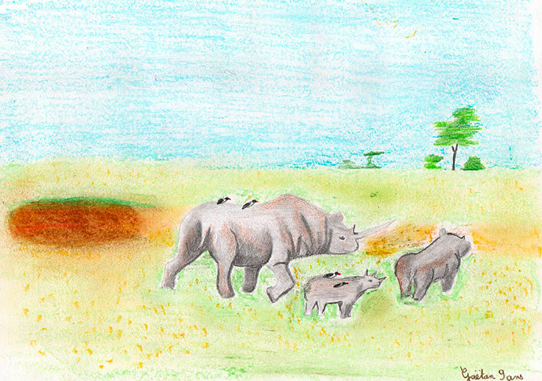 Concours de dessins - Rhino