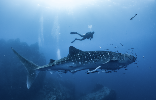 Quel est le plus gros poisson du monde ? Héloïse, 10 ans