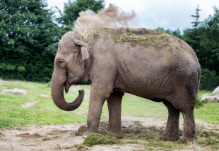 Est-ce que les animaux peuvent avoir des coups de soleil ? Manon, 9 ans