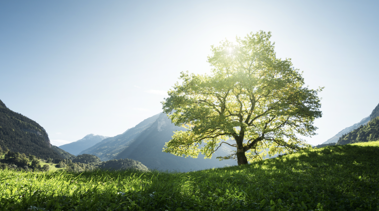 Combien de temps peut vivre un arbre ? Léonie, 11 ans