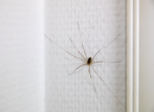 Comment les araignées arrivent à marcher sur le mur ? Arthur, 12 ans